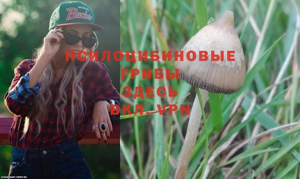 PSILOCYBIN Сосновый Бор